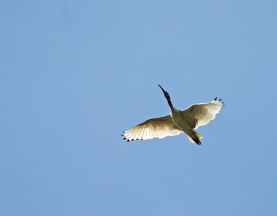 Australian White Ibis, Sydney