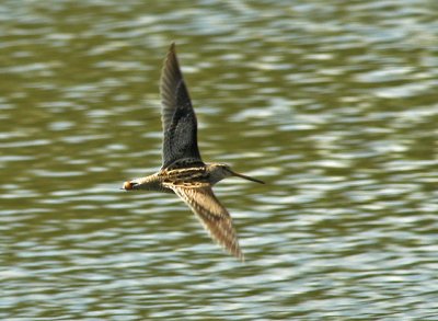 Latham's Snipe, Sydney