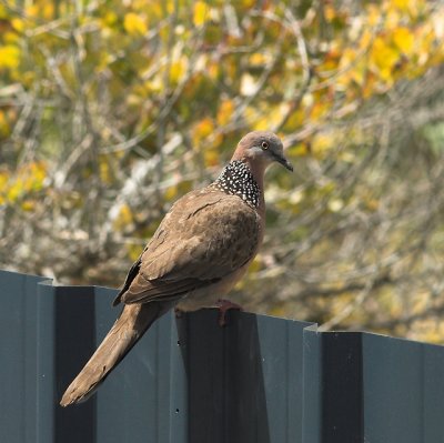 Spotted Turtle Dove, Perth