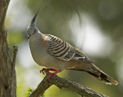 Crested Pigeon, Sydney