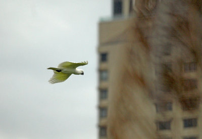 Sulphur-crested Cockatoo, Sydney