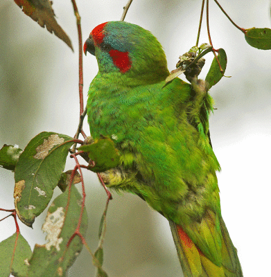 Musk-Loriket, Melbourne