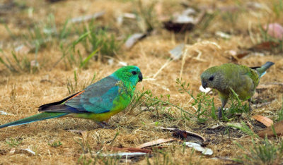 Red-rumped Parrot, Melbourne