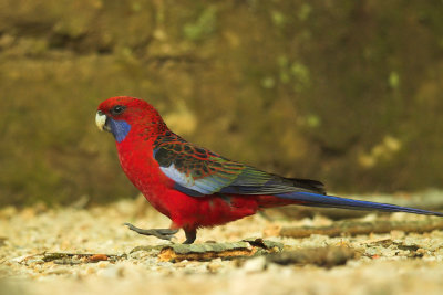 Crimson Rosella, Everglades, Leura