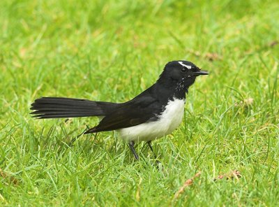 Willie Wagtail, Melbourne