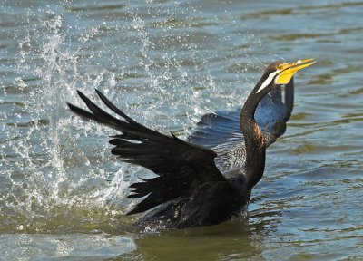 Darter, Sydney