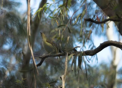 Satin Bowerbird (female), Everglades, Leura