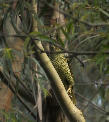 Satin Bowerbird (female), Everglades, Leura