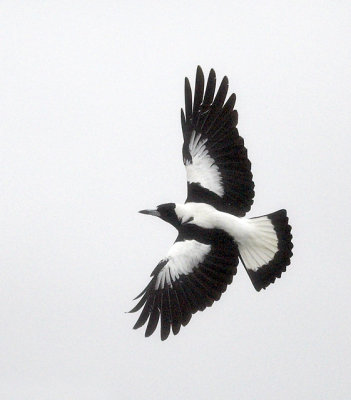 Australian Magpie, Melbourne