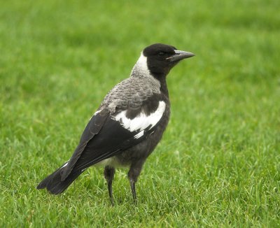 Australian Magpie , Melbourne