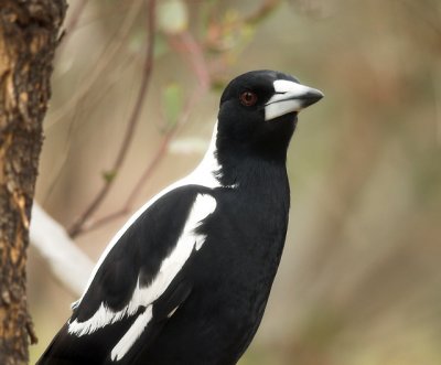 Australian Magpie, Melbourne