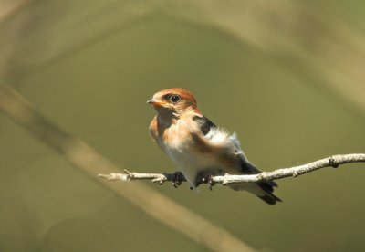 Fairy Martin, Sydney