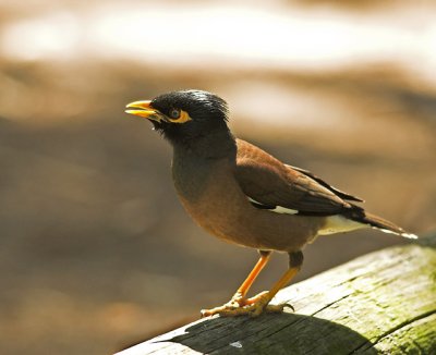 Common Myna, Sydney