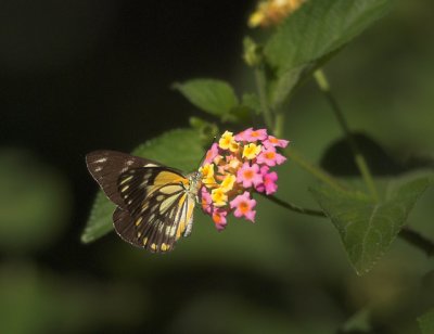 Butterfly sp., Sydney