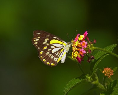 Butterfly sp., Sydney