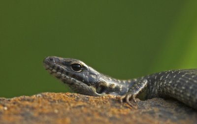 Lizard, Everglades, Leura
