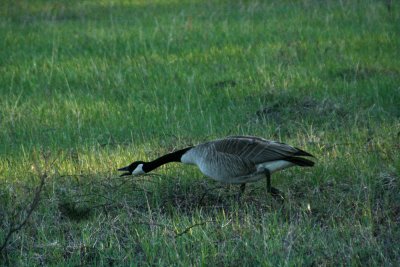 Goose Angry.jpg