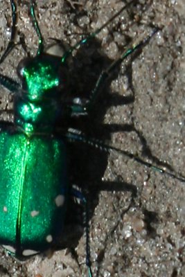 E Beetle .jpg