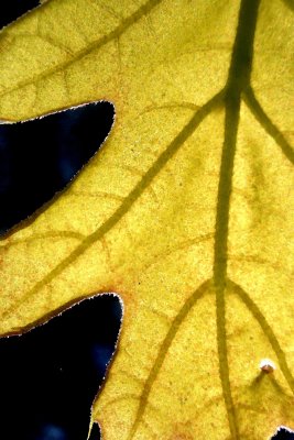 Macro Art