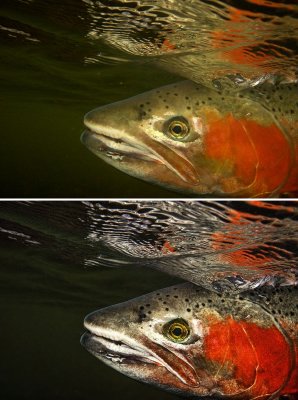 Enhancement for DPReview Retouch Forum