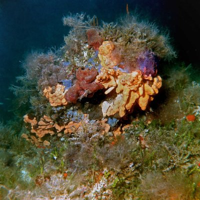 Soft Corals And Sponges