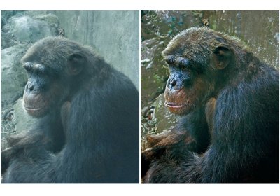 Chimp Raw and Post Processing