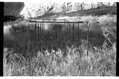 a lone flower inside fence   /   042_16.jpg