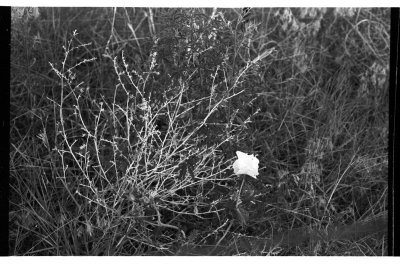 fenced in flower   /   042_17.jpg