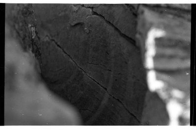 petrified wood tree rings  /   042_29.jpg