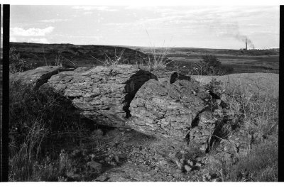 petrified wood   /   043_06.jpg
