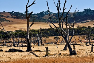 Kangaroo Island