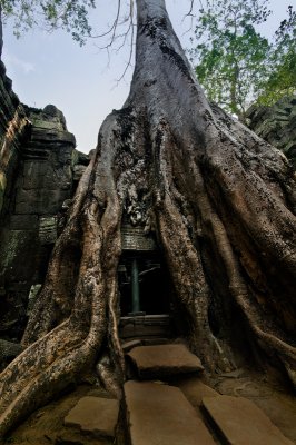 Ta Phrom, of course