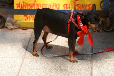 RED march in Bangkok