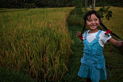 a little ricefield dance