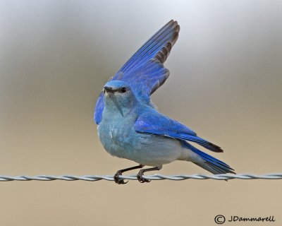 Mountain Bluebird