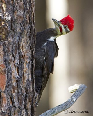 Pileated Woodpecker