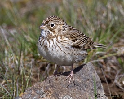 Vesper Sparrow