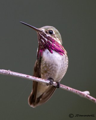 Calliope Hummingbird