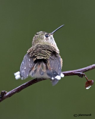 Rufous Hummingbird