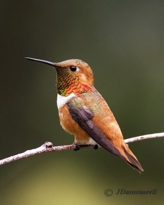 Rufous Hummingbird