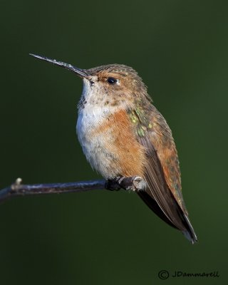 Rufous Hummingbird