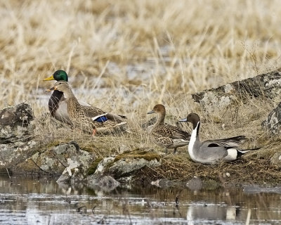 Pintails and Mallards