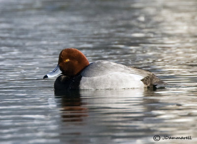 Redhead