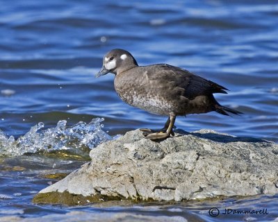 Harlequin Duck