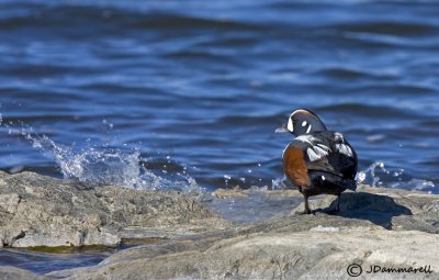 Harlequin Ducks