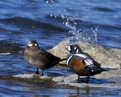 Harlequin Ducks