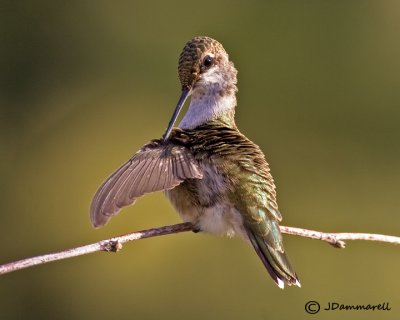 Black-chinned Hummingbird