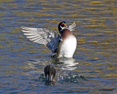 Wood Duck