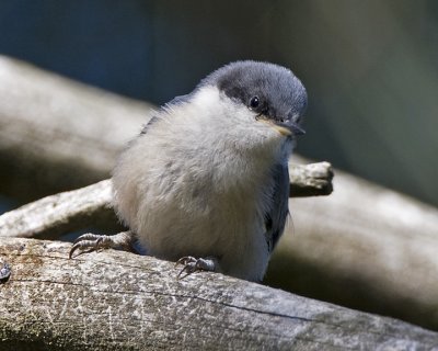 Pygmy Nuthatch