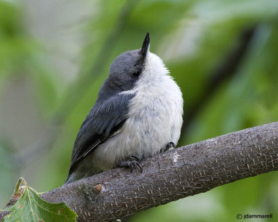Pygmy Nuthatch